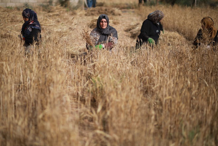 כך אספו הפלסטיניות את גבעולי החיטה