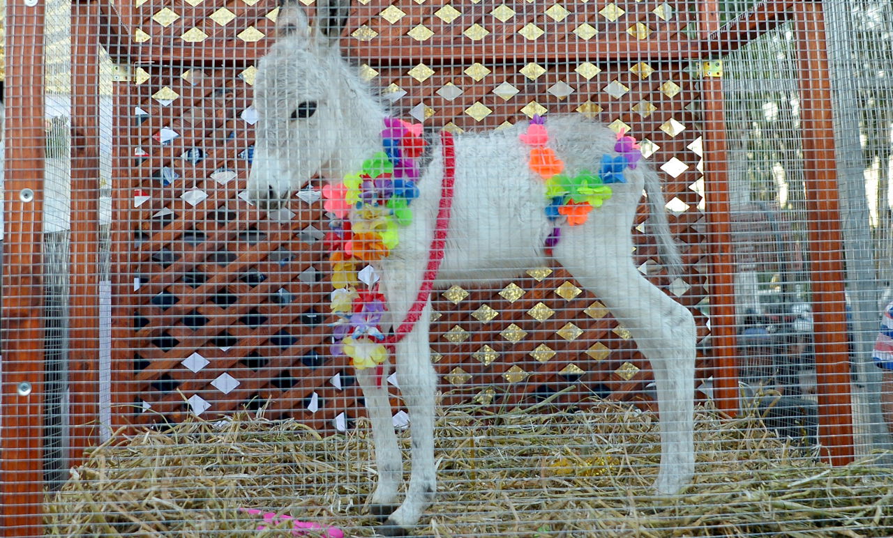 מעמד 'פטר חמור'. ארכיון