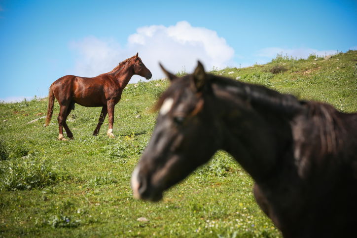 עדר סוסים ליד קדיתא בשבוע שעבר