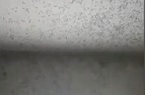 החופשה שהפכה לסיוט: בית המלון התמלא יתושים