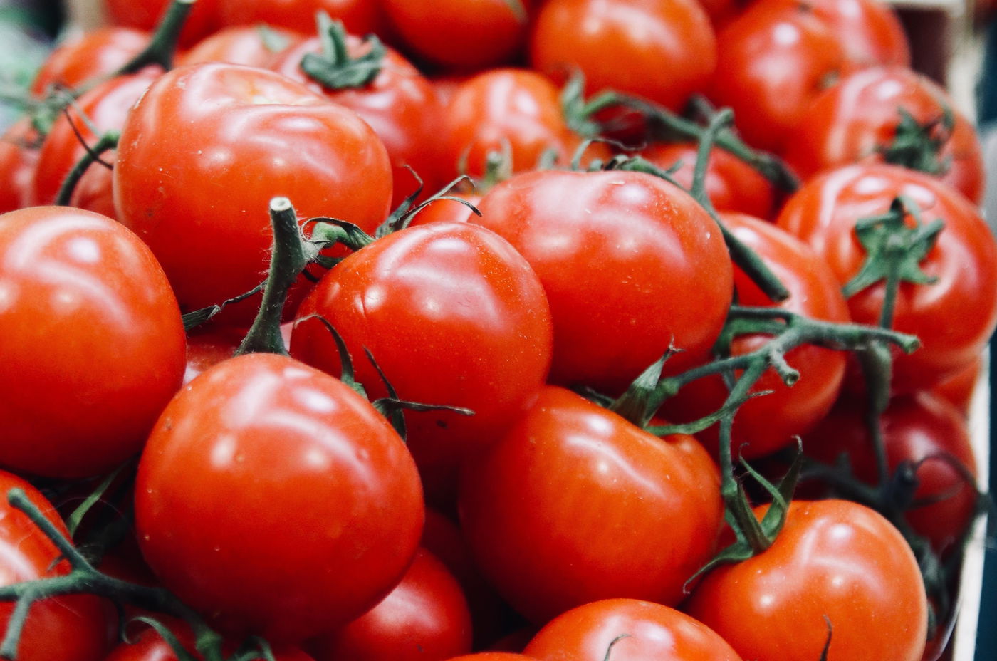 עגבניות טריות לאורך זמן