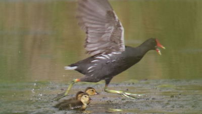 3 אפרוחים נולדו לברווזים הנדירים • תיעוד