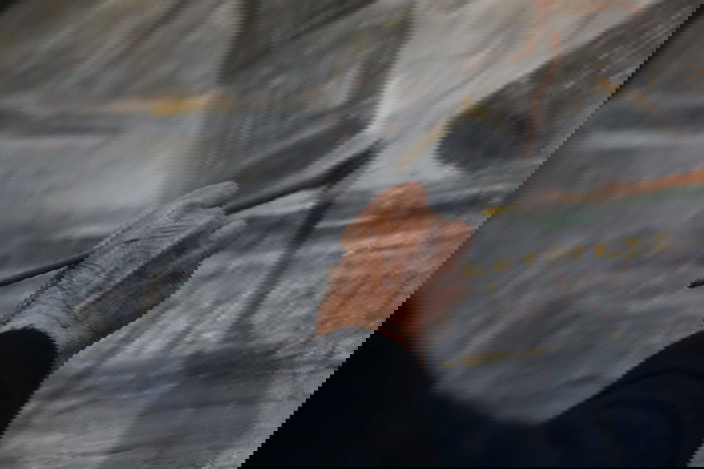 הניצולה שלא מציירת על השואה: "מעציב אנשים"