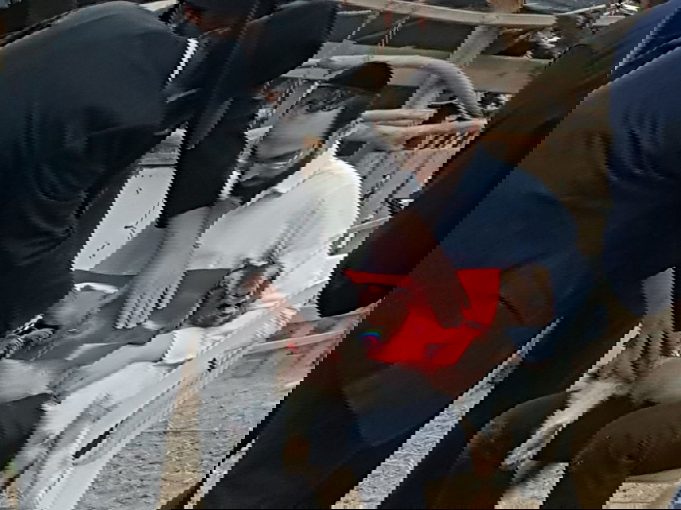 מעמד נתינת בכורי בהמה טהורה לכהן. צפו