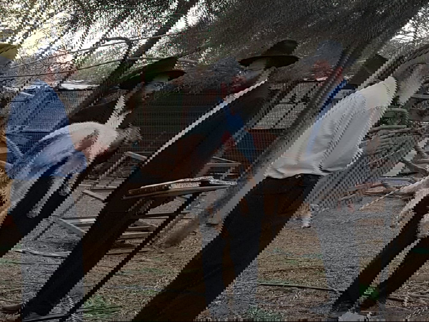 מעמד נתינת בכורי בהמה טהורה לכהן. צפו