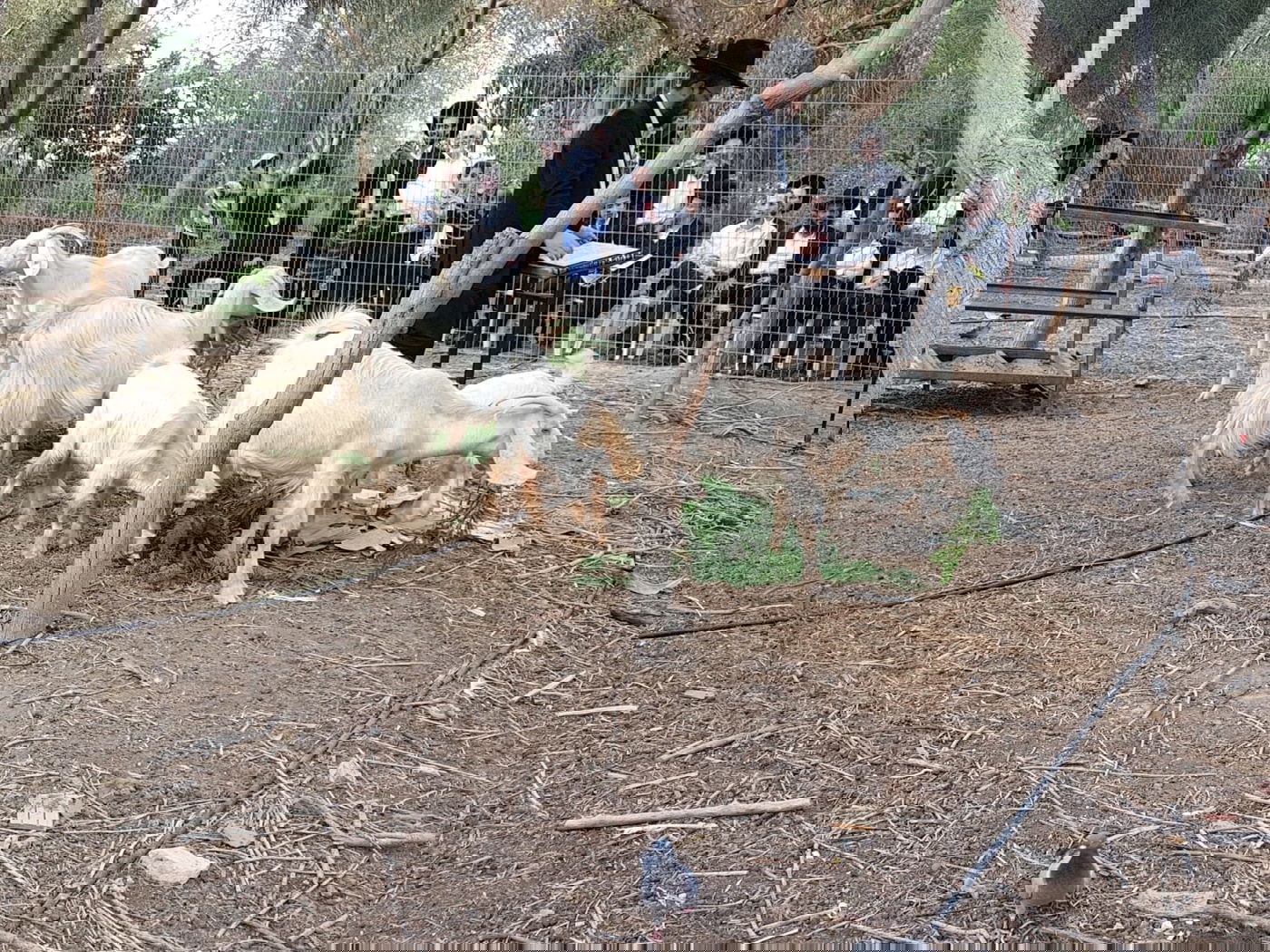 מעמד נתינת בכורי בהמה טהורה לכהן. צפו