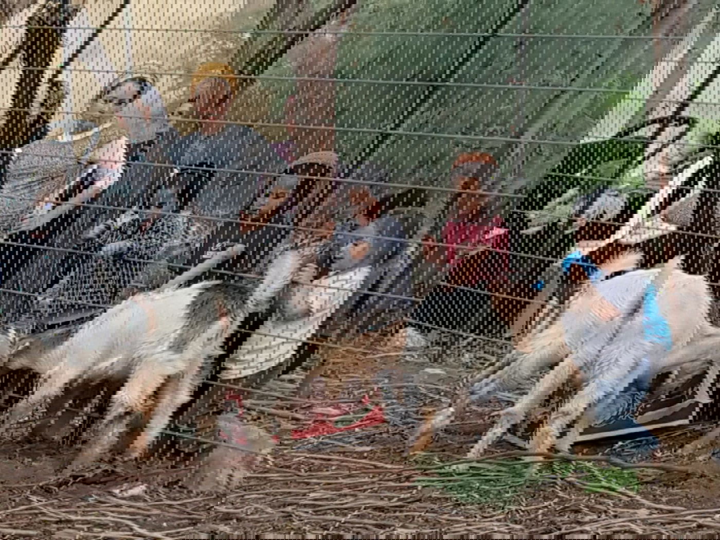 מעמד נתינת בכורי בהמה טהורה לכהן. צפו