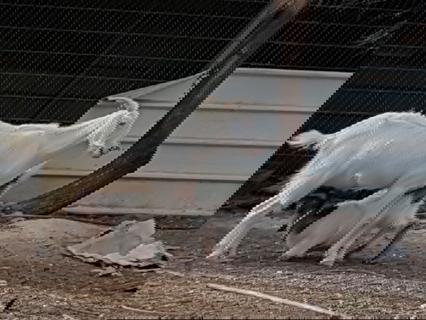 מעמד נתינת בכורי בהמה טהורה לכהן. צפו