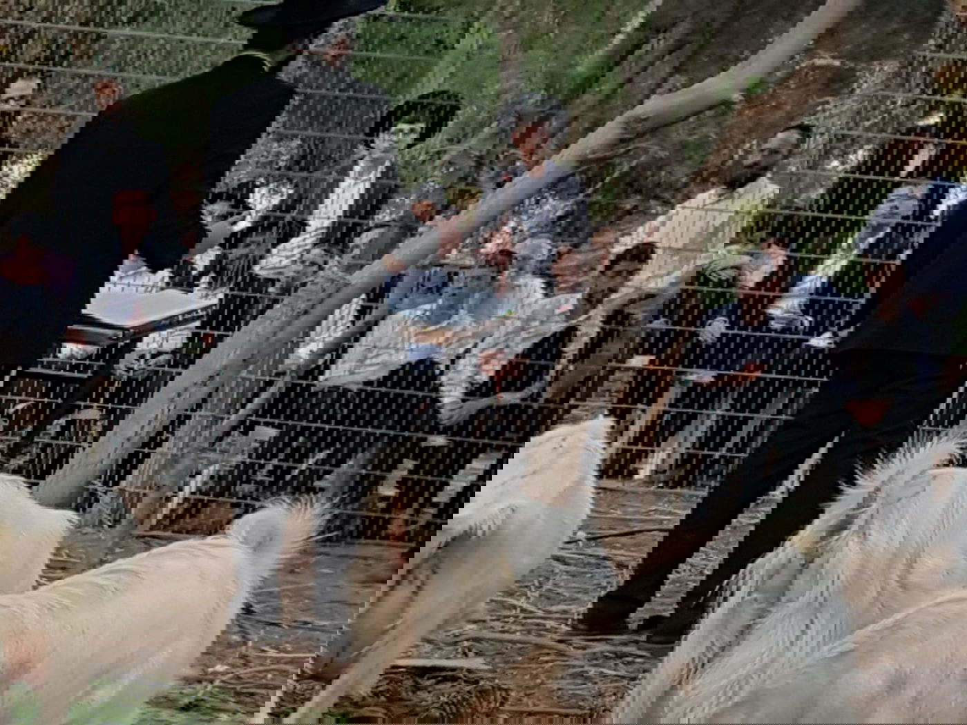 מעמד נתינת בכורי בהמה טהורה לכהן. צפו