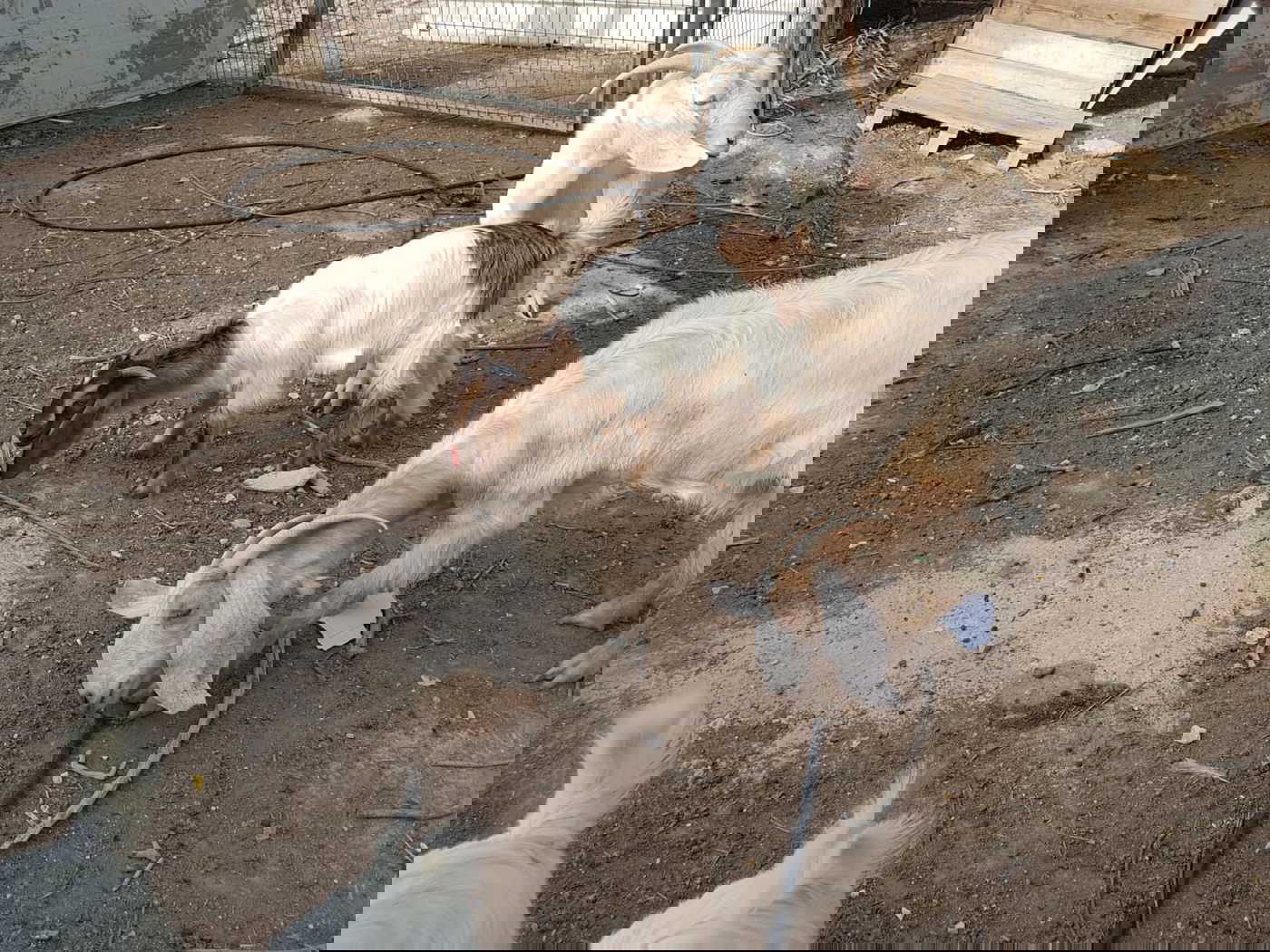 מעמד נתינת בכורי בהמה טהורה לכהן. צפו