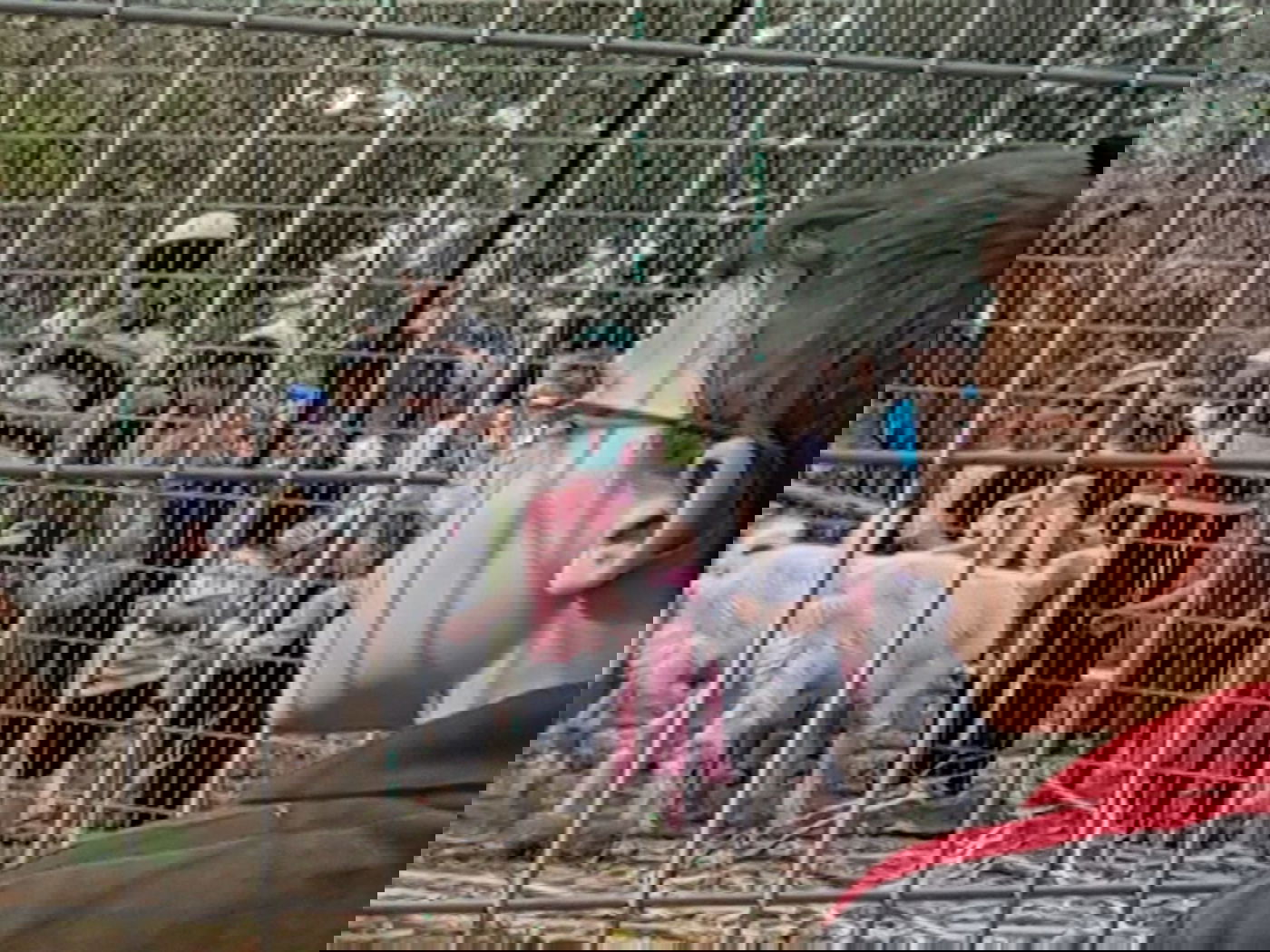 מעמד נתינת בכורי בהמה טהורה לכהן. צפו