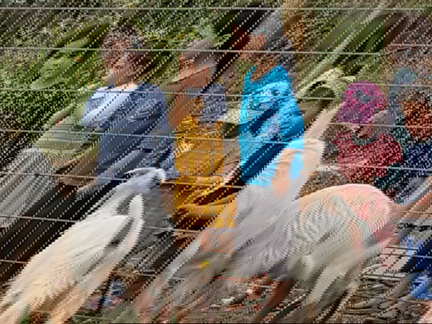 מעמד נתינת בכורי בהמה טהורה לכהן. צפו