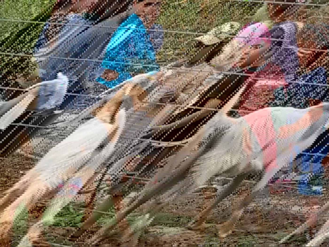 מעמד נתינת בכורי בהמה טהורה לכהן. צפו