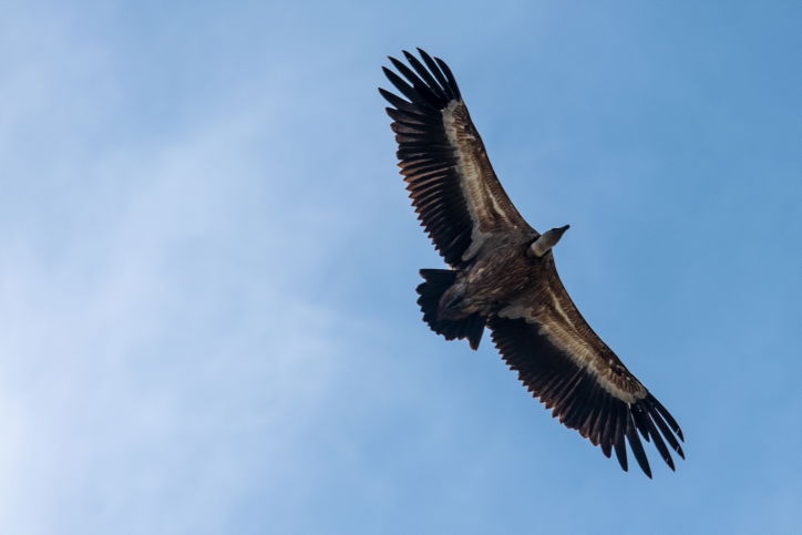עיט הבוקר מעל גמלא