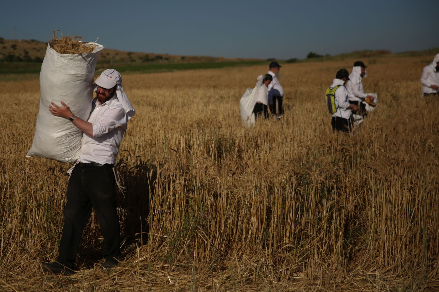 כך קצרו את החיטים למצות שמורה • תיעוד