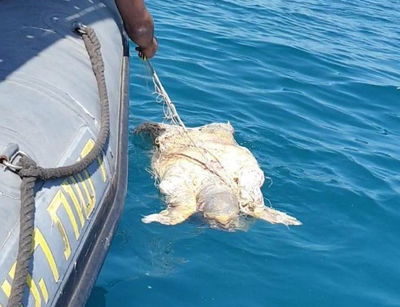 הפקחים חילצו רשת שהפכה למלכודת ימית