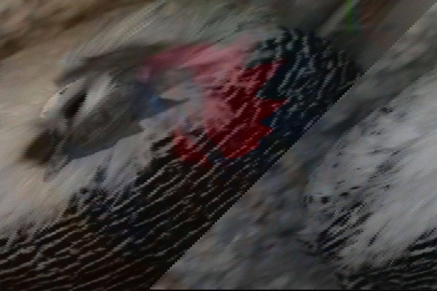 קיצוניים מגדלים תרנגולי בראקל במחסן. צפו