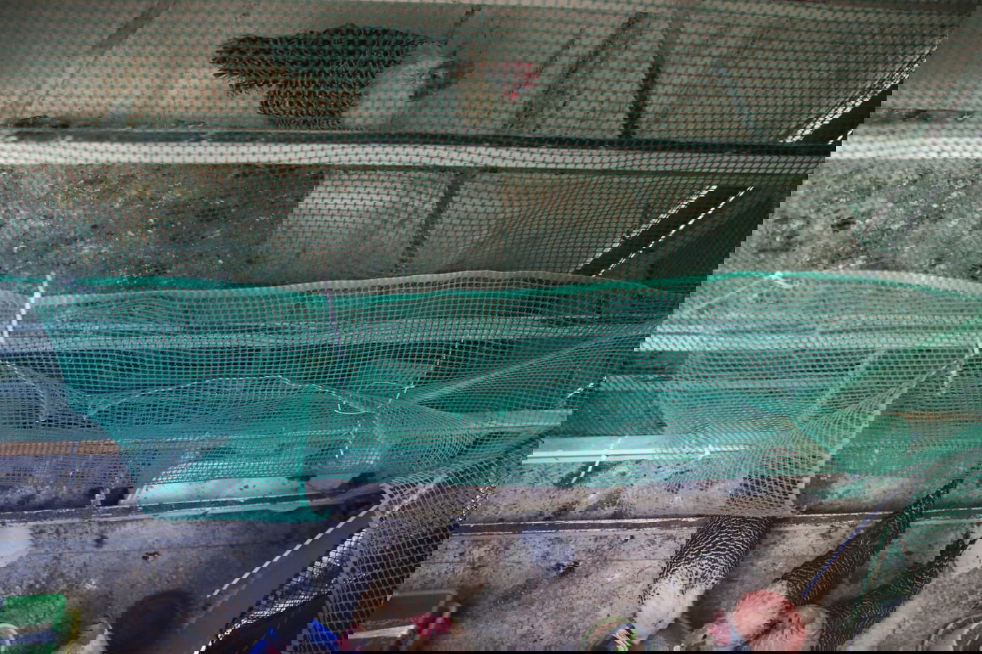 קיצוניים מגדלים תרנגולי בראקל במחסן. צפו