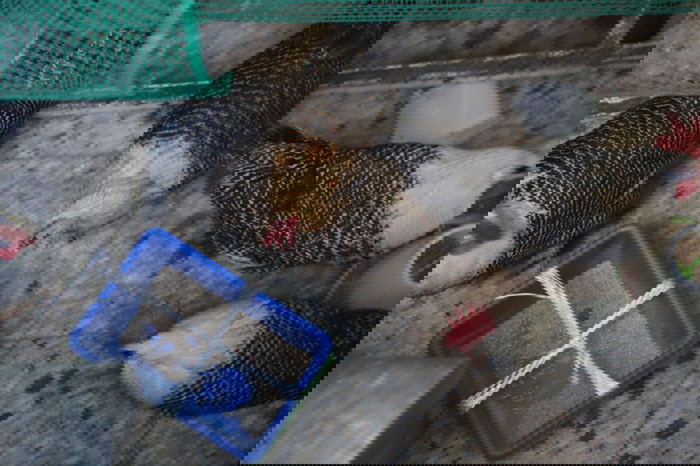 קיצוניים מגדלים תרנגולי בראקל במחסן. צפו