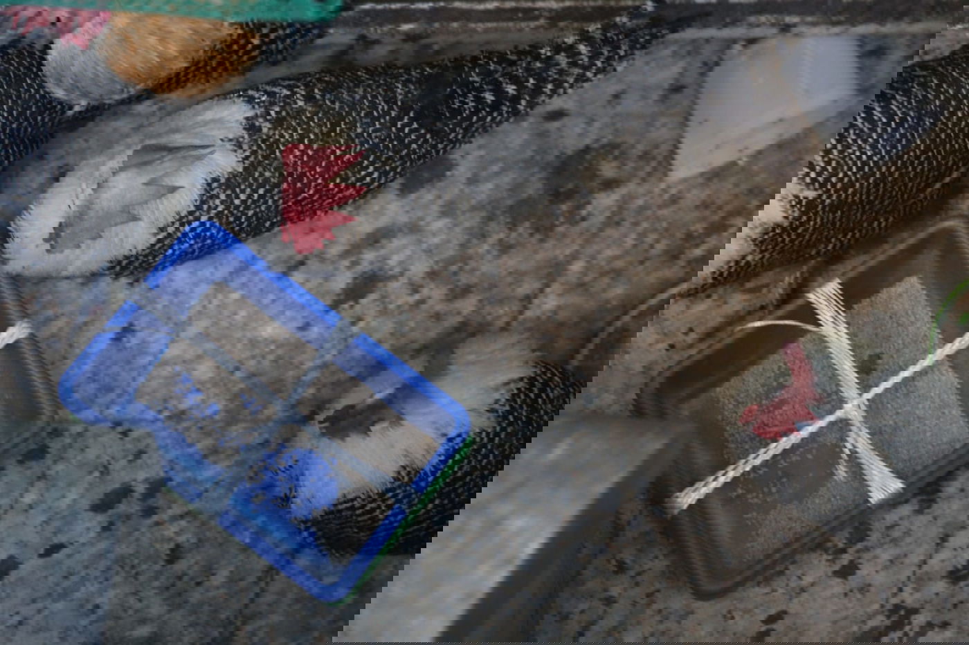 קיצוניים מגדלים תרנגולי בראקל במחסן. צפו