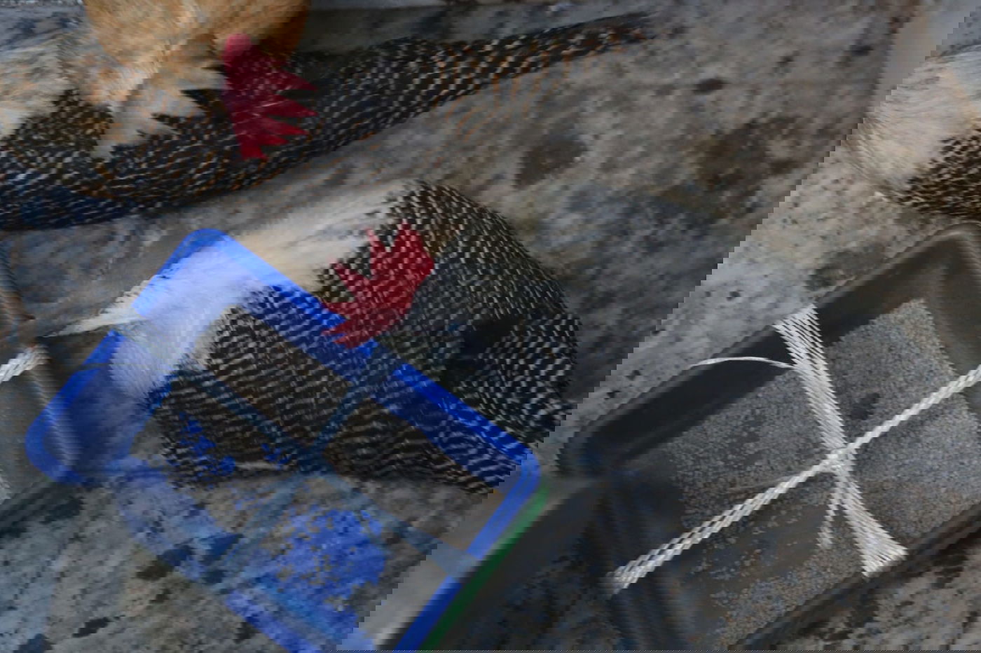 קיצוניים מגדלים תרנגולי בראקל במחסן. צפו