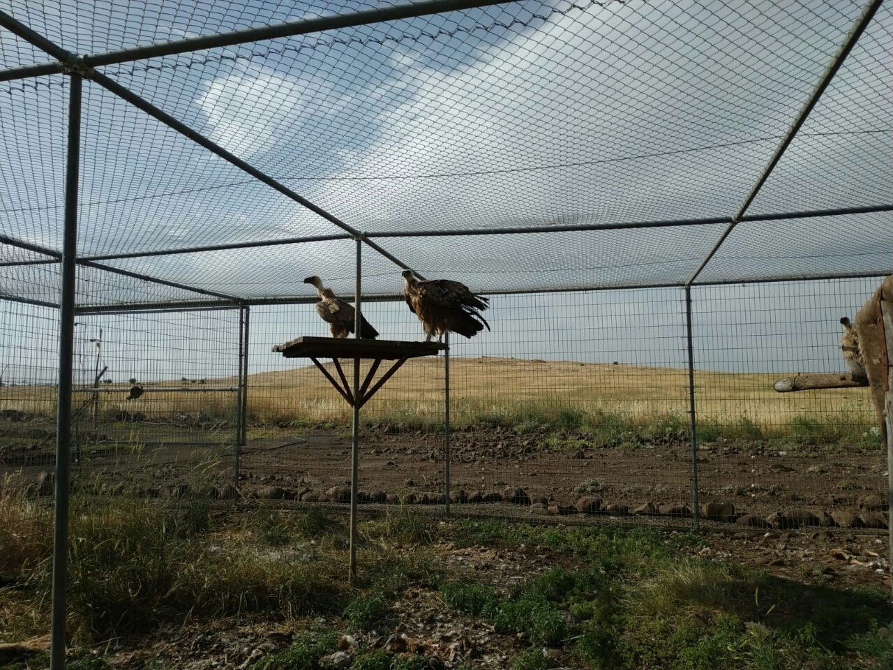 צפו: הנשר המורעל שוחרר חזרה לטבע