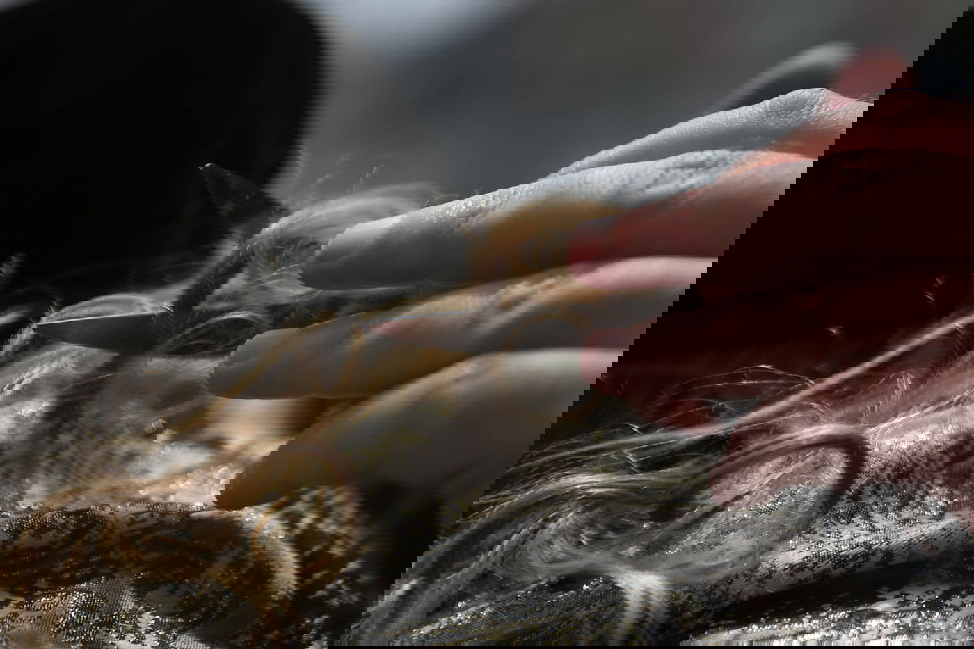 מירון: המקובל ערך חלאקה לילדים. תיעוד