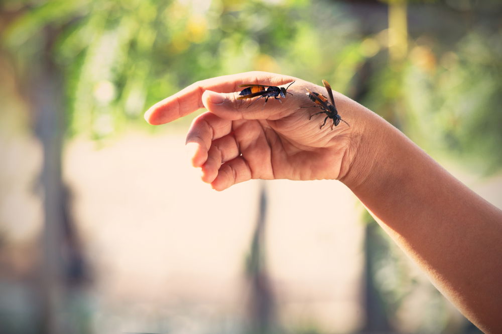 אילוסטרציה