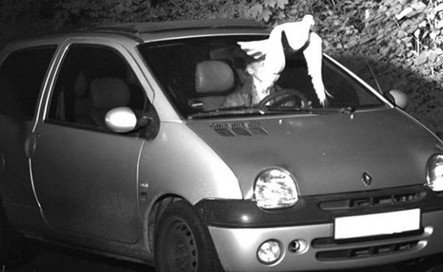 היונה הצילה את הנהג מקבלת דוח מהירות