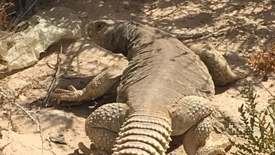 לא בגלפגוס! צפו ב'חרדון הצב' בנחל ערבה