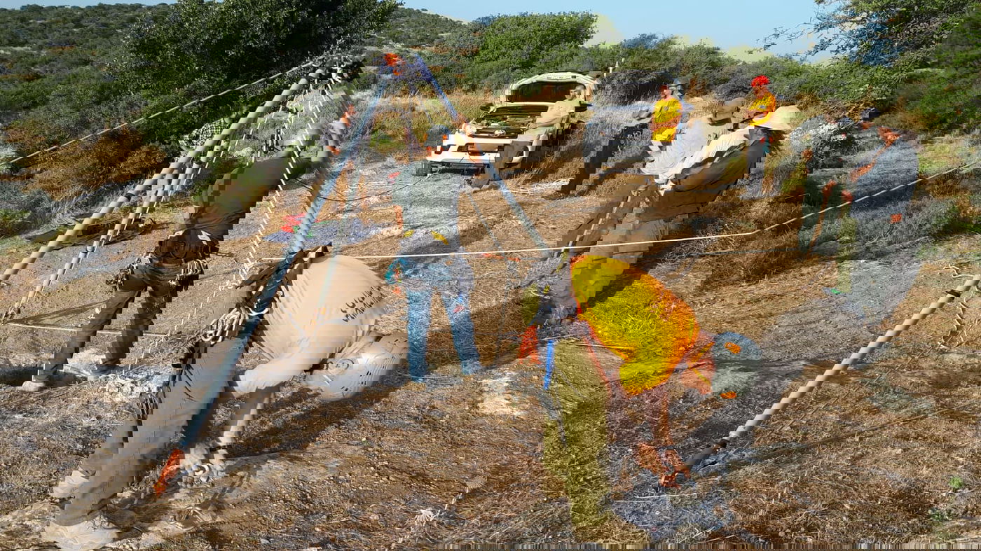 עגל במשקל 200 ק"ג חולץ מבור בעומק 6 מטרים