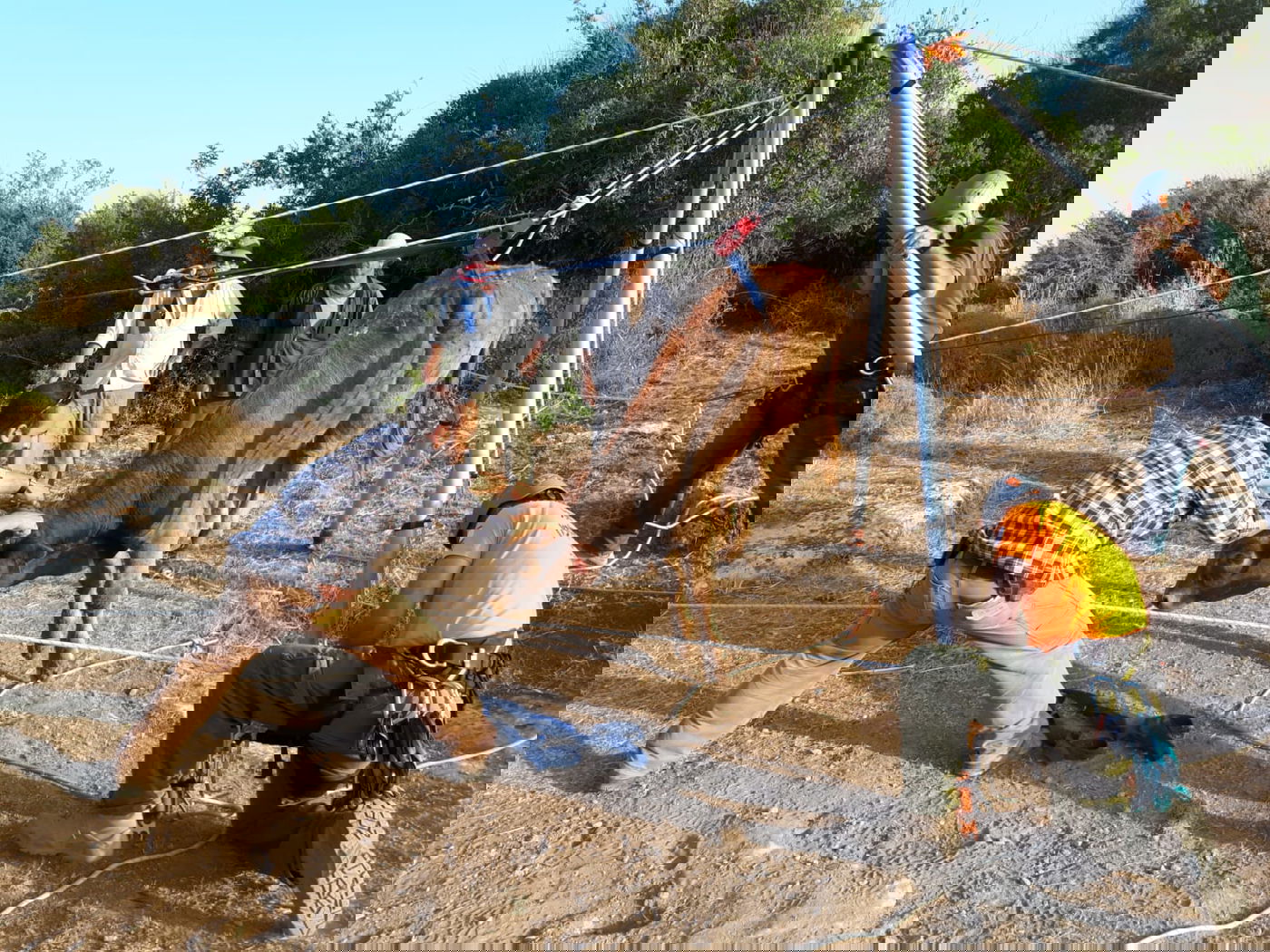 עגל במשקל 200 ק"ג חולץ מבור בעומק 6 מטרים