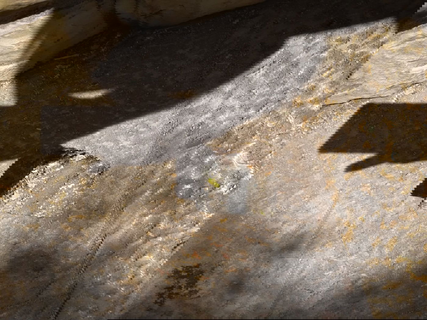 האבן שנזרקה