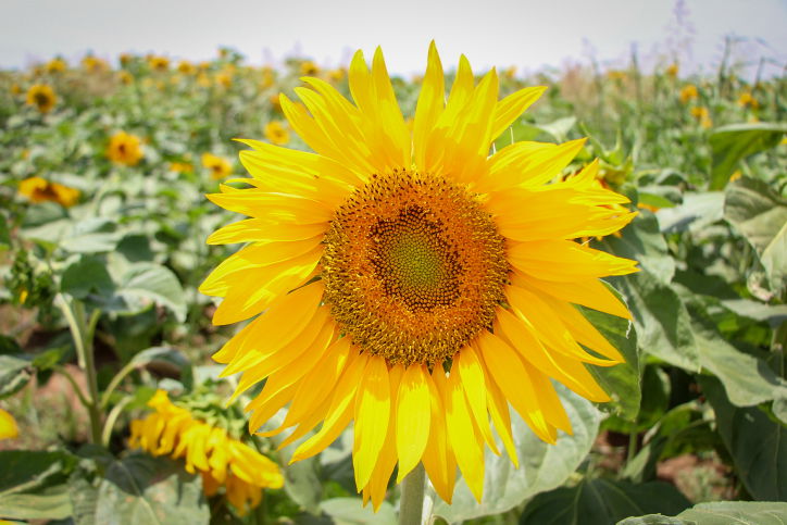 שדה חמניות ליד קיבוץ כפר מנחם