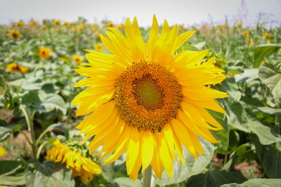 שדה חמניות ליד קיבוץ כפר מנחם