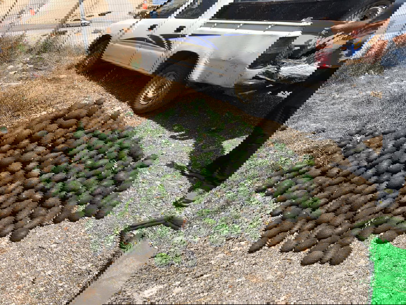 אישום: גנבו 446 ק"ג אבוקדו, נתפסו ונעצרו