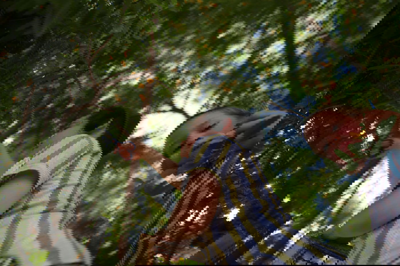 הילדים קוטפים את הפרחים לכבוד שבועות