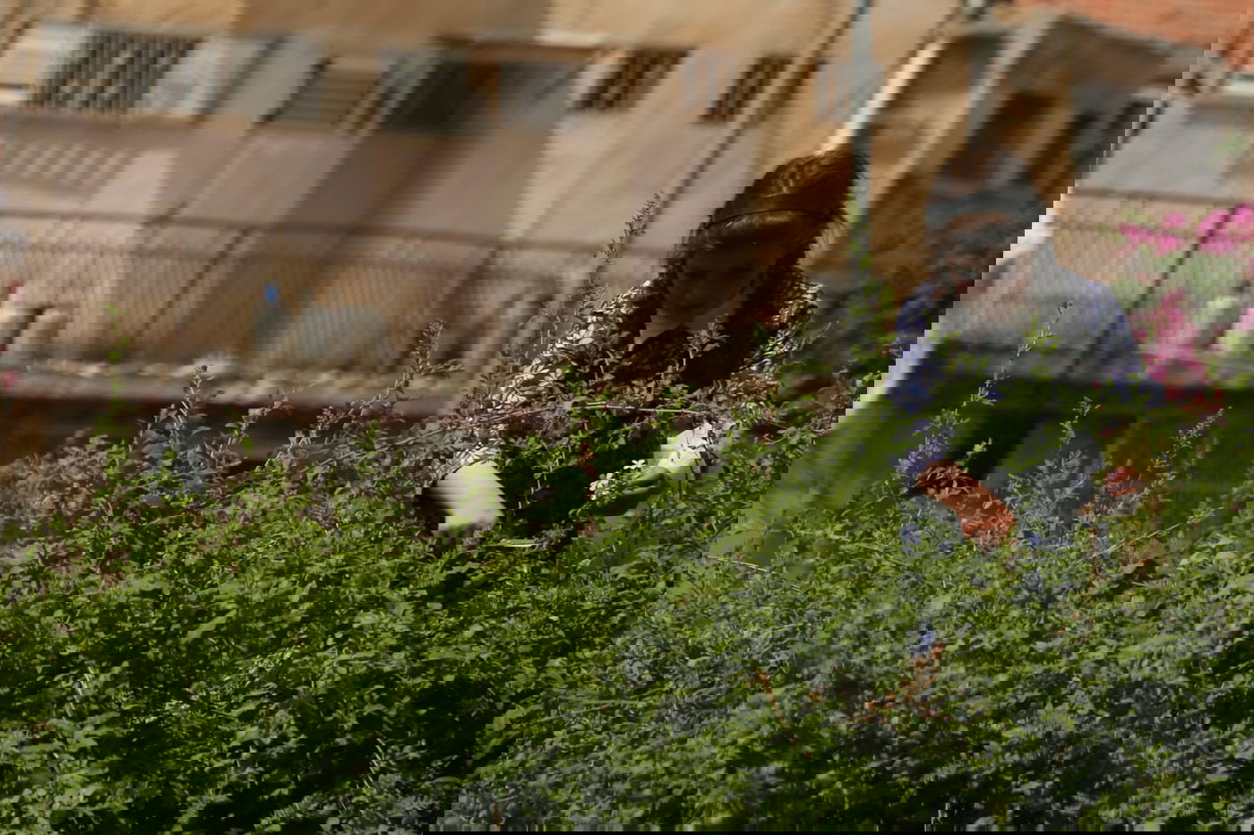 הילדים קוטפים את הפרחים לכבוד שבועות