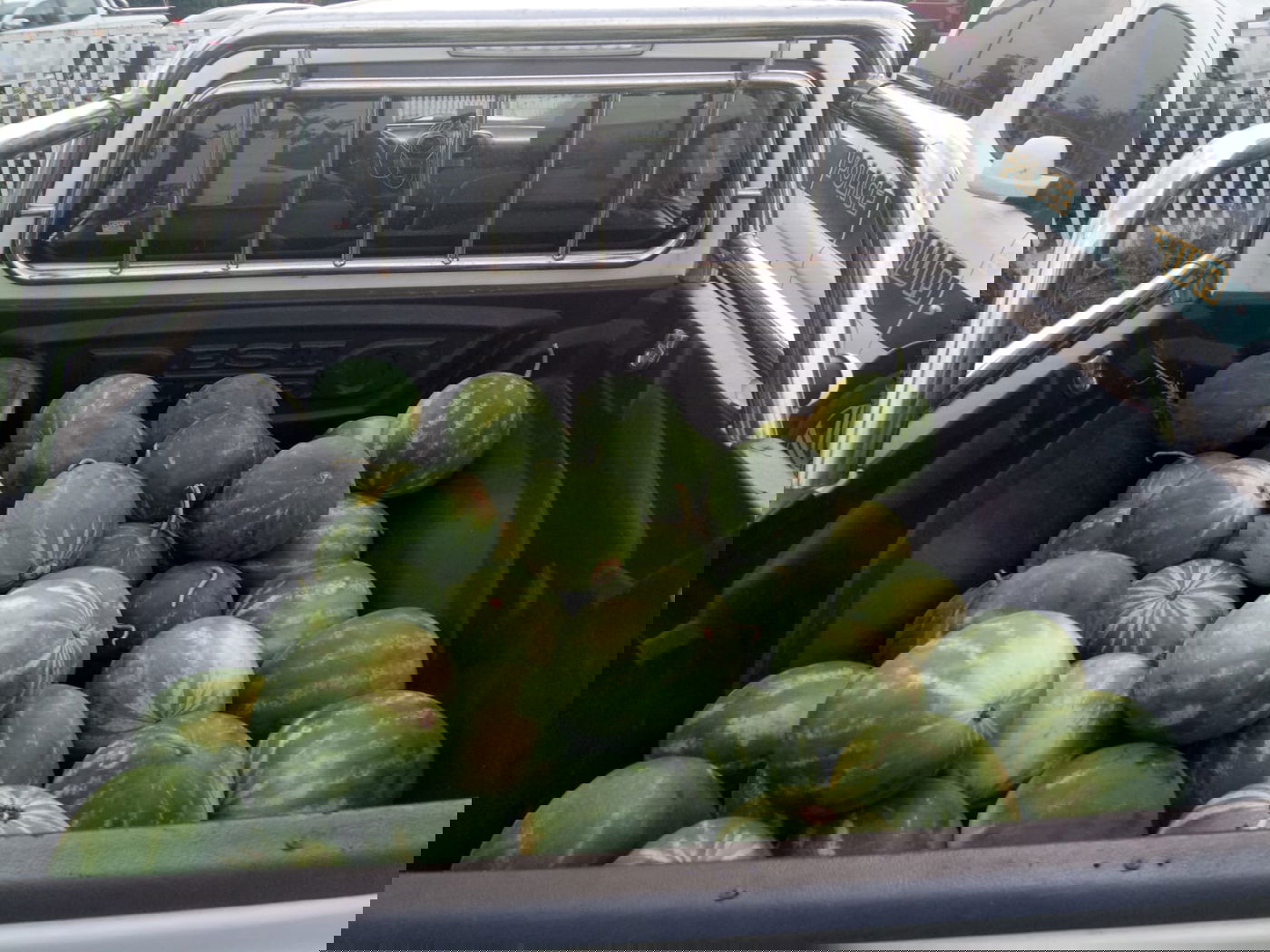 גנבו כחצי טון אבטיחים ונתפסו "על חם"