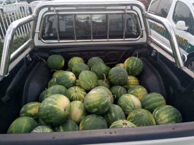 גנבו כחצי טון אבטיחים ונתפסו "על חם"