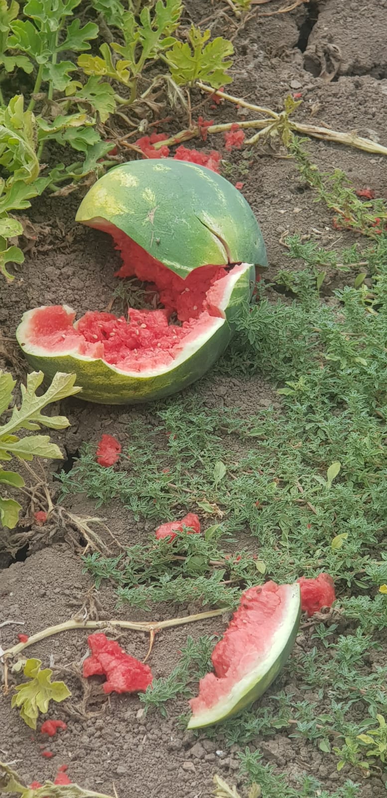 גנבו כחצי טון אבטיחים ונתפסו "על חם"