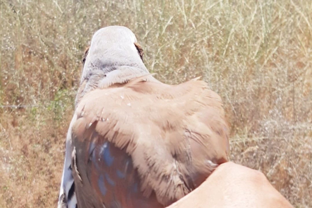 חיות בר שהוחזקו בניגוד לחוק הושבו לטבע