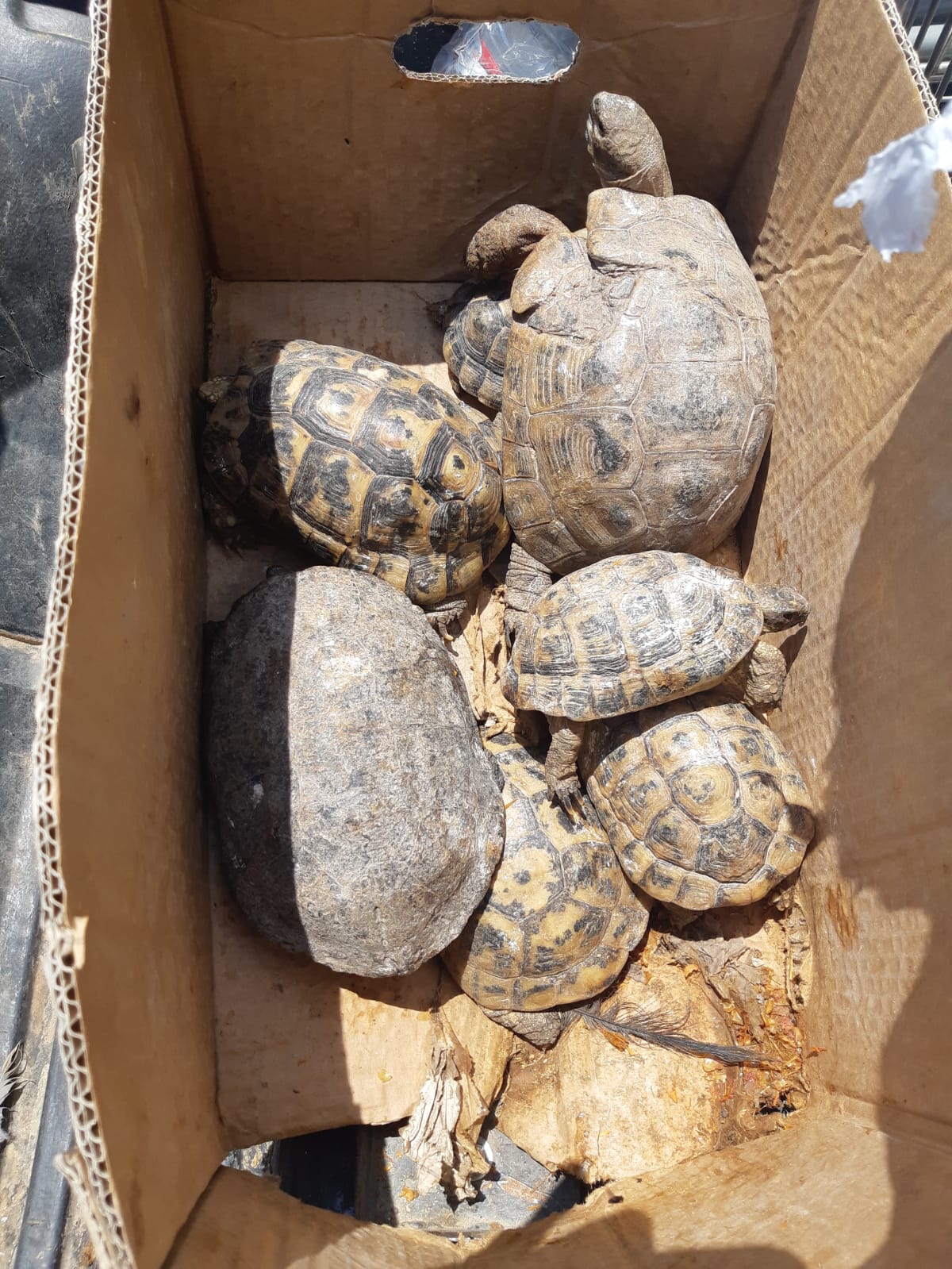 חיות בר שהוחזקו בניגוד לחוק הושבו לטבע