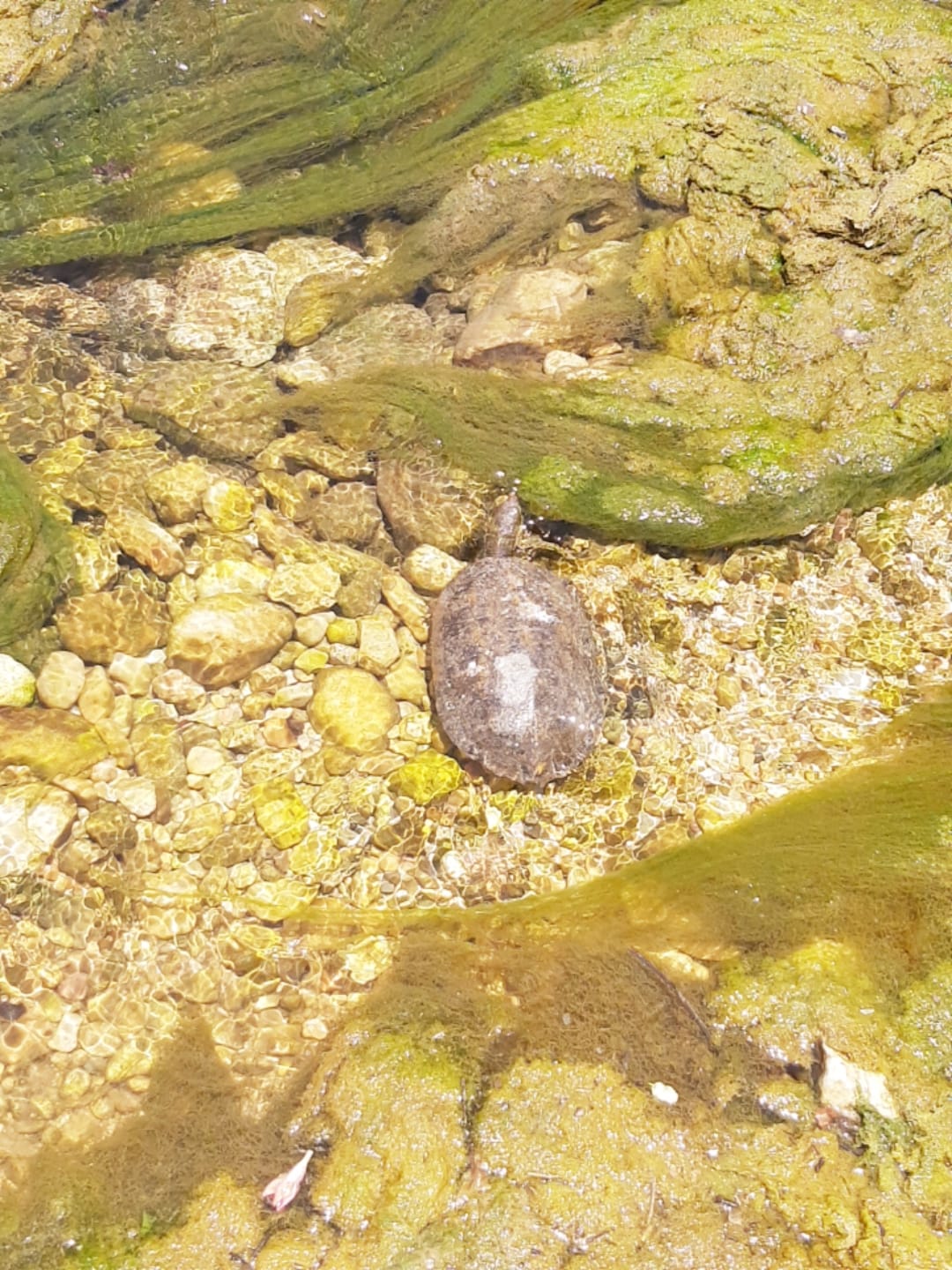 חיות בר שהוחזקו בניגוד לחוק הושבו לטבע
