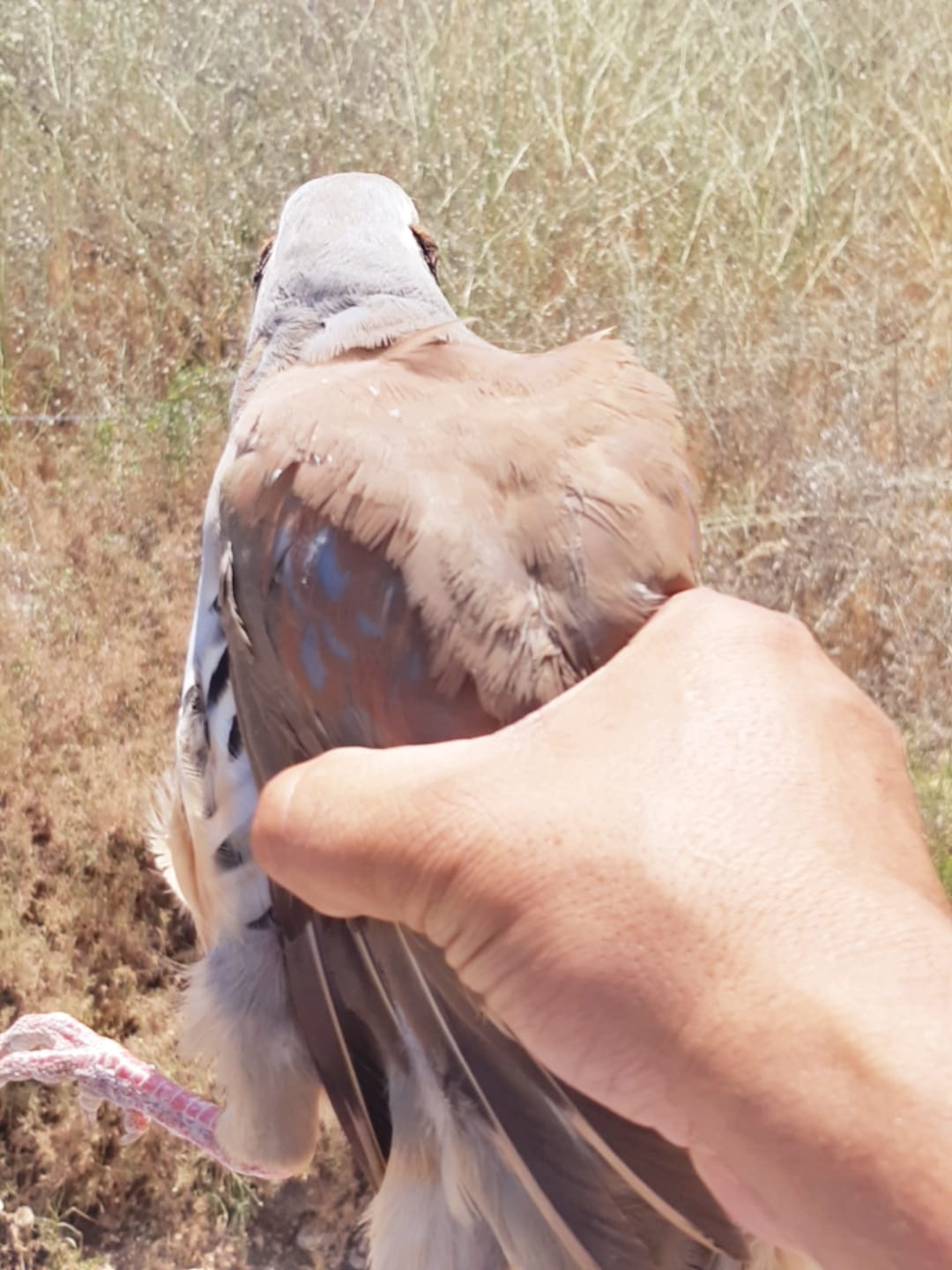 חיות בר שהוחזקו בניגוד לחוק הושבו לטבע