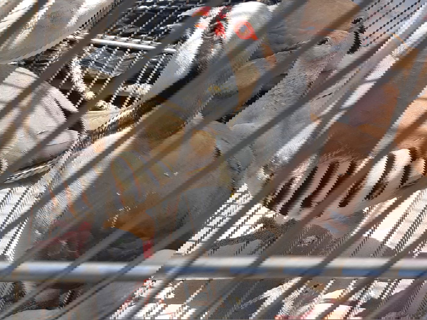 חיות בר שהוחזקו בניגוד לחוק הושבו לטבע