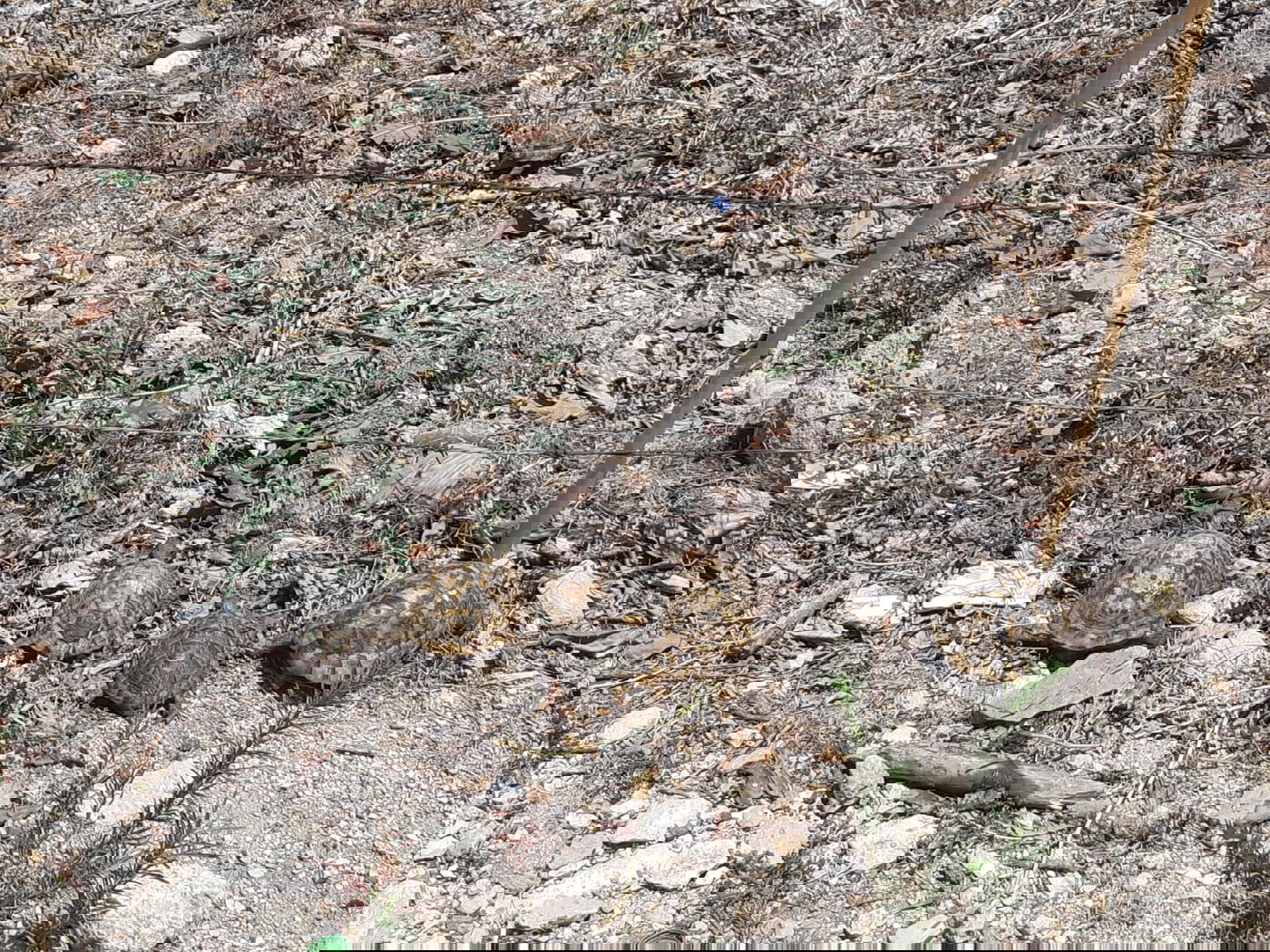 חיות בר שהוחזקו בניגוד לחוק הושבו לטבע