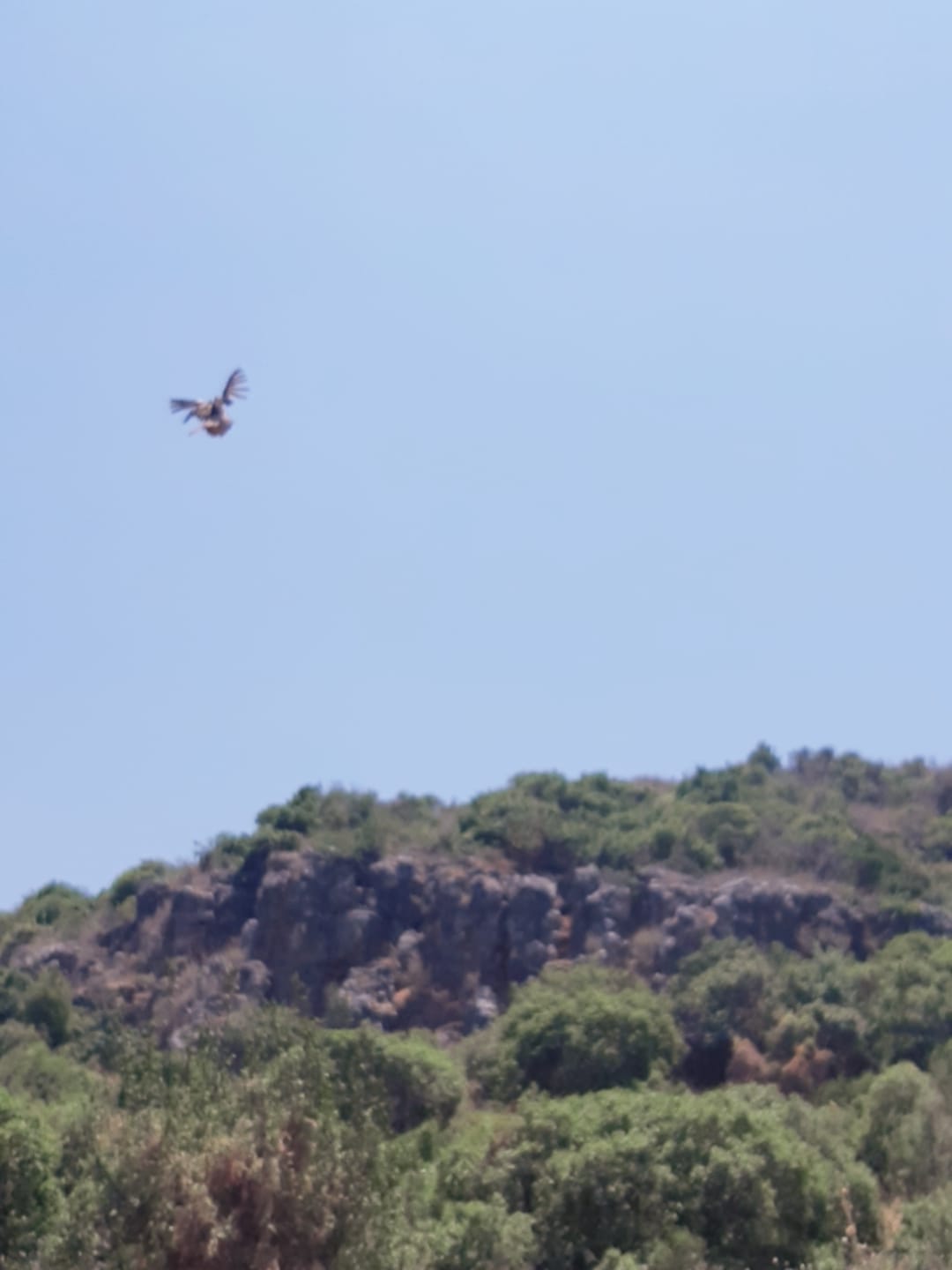 חיות בר שהוחזקו בניגוד לחוק הושבו לטבע