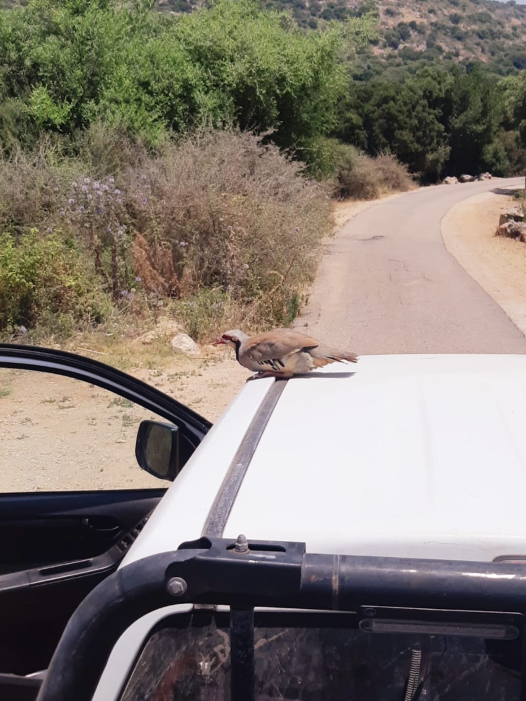 חיות בר שהוחזקו בניגוד לחוק הושבו לטבע