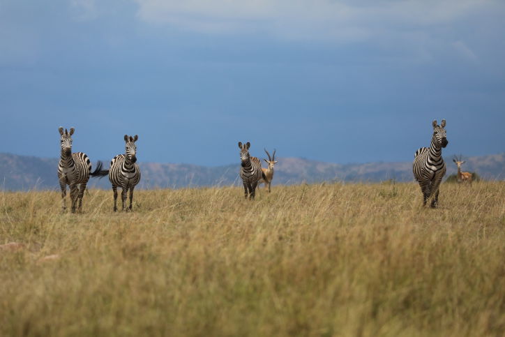 הספארי בקניה: סיור מרתק דרך עדשת המצלמה